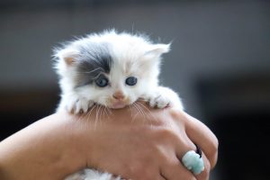 Small kitten being held in a hand