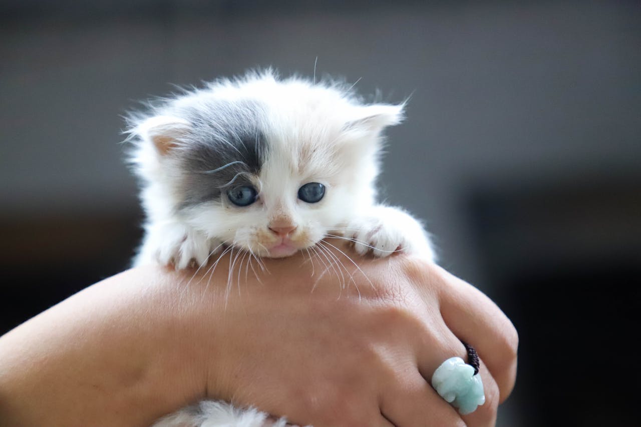 Small kitten being held in a hand