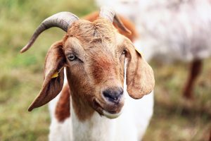 A goat looking at the camera