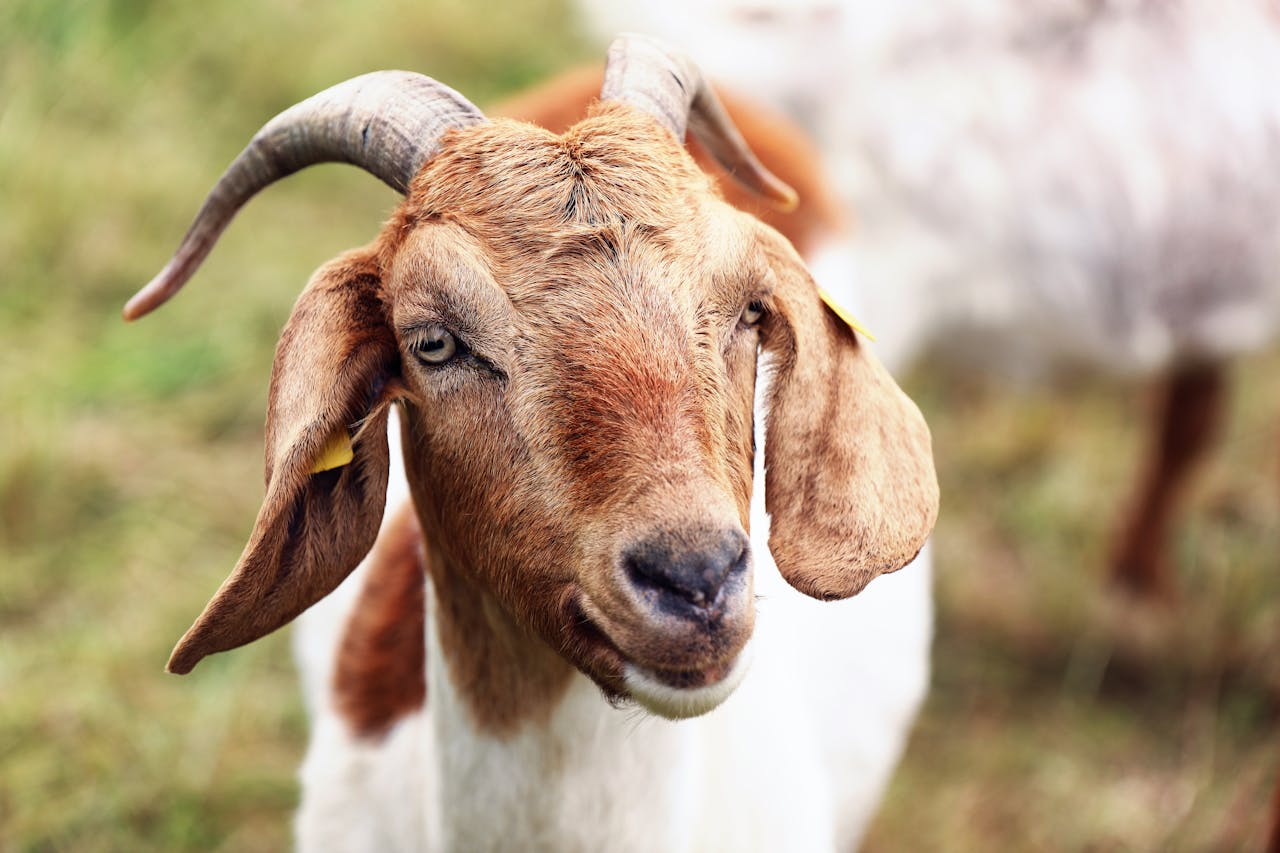 A goat looking at the camera