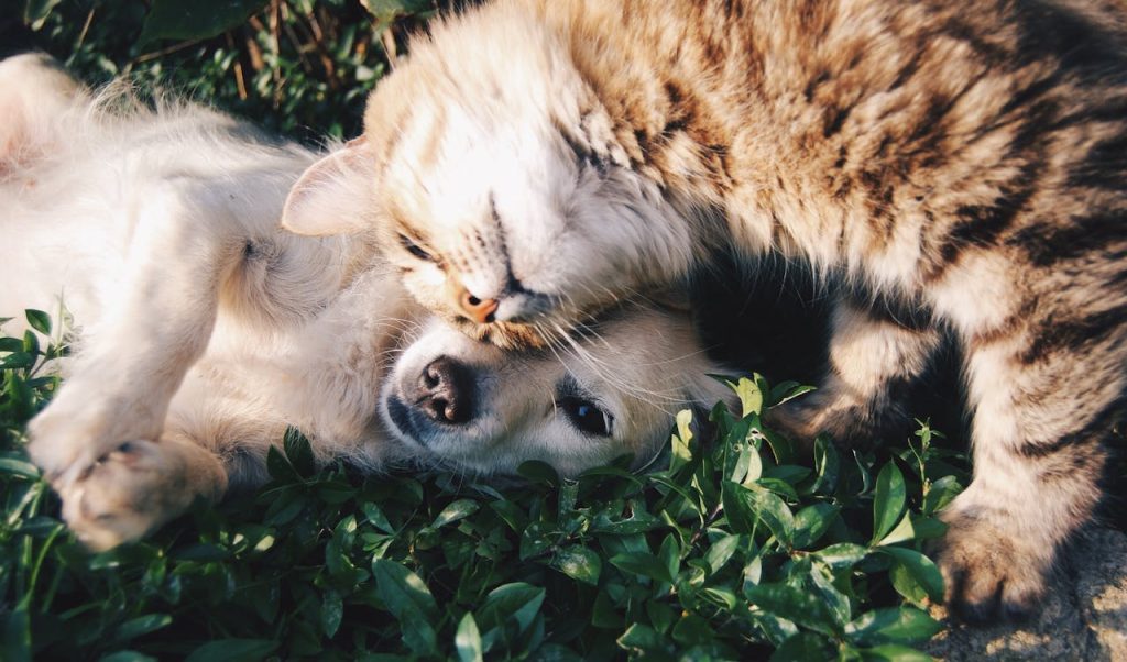 Cat and dog cuddling together outside