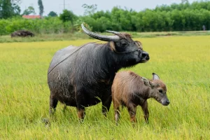 Water buffalos in a field