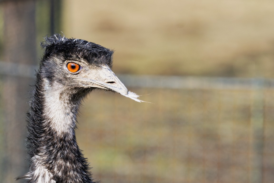 Portrait of beautiful emu