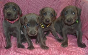 Blue Female (blue collar)