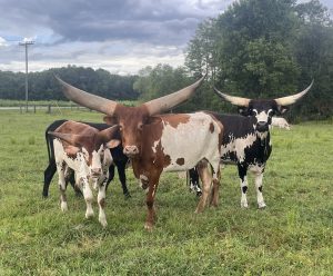 Watusi Cow