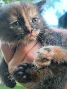 European/American Maine Coon Litter