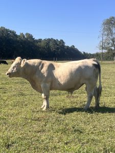 Charolais Bull