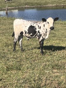 Black and white bull yearling