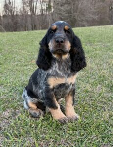 Black Tri Roan Girl