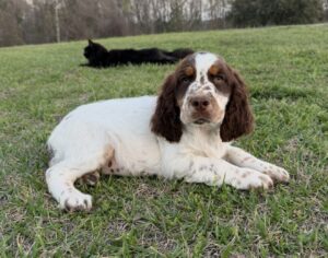 Liver and white Girl