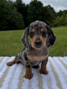 Black and tan dapple ( smooth coat )
