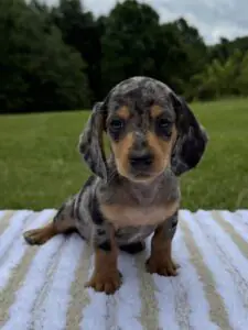 Black and tan dapple ( smooth coat )