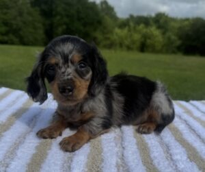 Black and tan dapple ( Tiny)