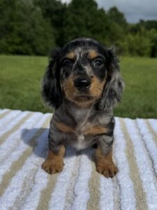Black and tan dapple boy ( longhair )