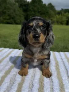 Black and tan dapple boy ( longhair )