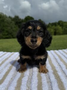 Black and Tan boy ( longhair )