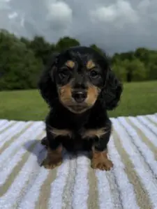 Black and Tan boy ( longhair )