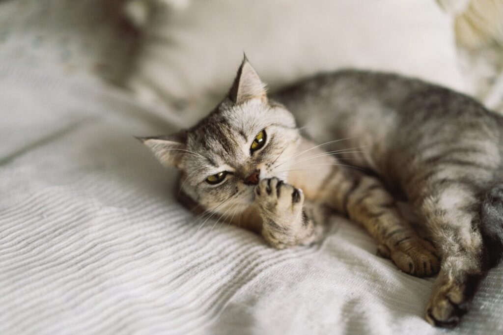 gray scottish straight cat sleeping happy pet