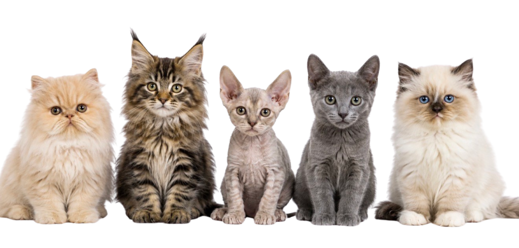hero cats