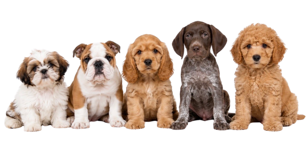 hero dogs